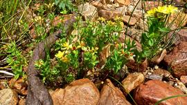   Hypericum ellipticum , emersed; photo copy; Ian Bryson 