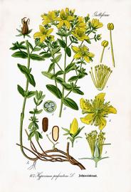   Hypericum perforatum ; diagram copy; www.biolib.de 