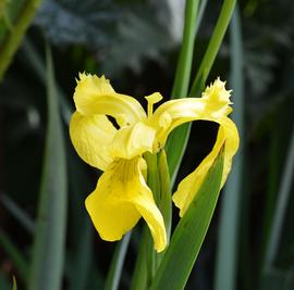   Iris pseudacorus  flower; photo: S.L. Winterton 