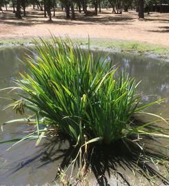   Iris pseudacorus , emersed; photo: S.L. Winterton 