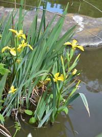   Iris pseudacorus  inflorescence; photo: S.L. Winterton 