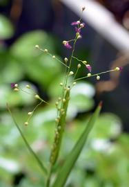   Isachne globosa  inflorescence; photo: S.L. Winterton 