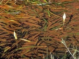   Jasarum steyermarkii , submersed, with emersed inflorescences; photo copy; H. Herkner, CATE Araceae 