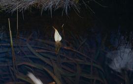   Jasarum steyermarkii , spadix and spathe; photo copy; H. Herkner, CATE Araceae 