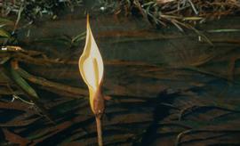   Jasarum steyermarkii , spadix and spathe; photo copy; H. Herkner, CATE Araceae 