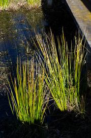   Juncus effusus , emersed; photo: S.L. Winterton 