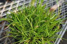   Juncus repens , emersed; photo: S.L. Winterton 