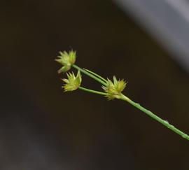   Juncus  sp. inflorescence; photo: S.L. Winterton 