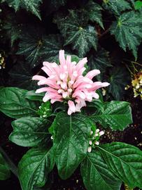   Justicia carnea , emersed; photo: S.L. Winterton 