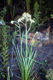   Lachnanthes   caroliniana , emersed; photo copy; Scott Zona 