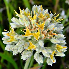   Lachnanthes caroliniana  inflorescence; photo copy; Bob Peterson 