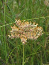   Lachnanthes caroliniana  inflorescence; photo copy; Scott Zona 