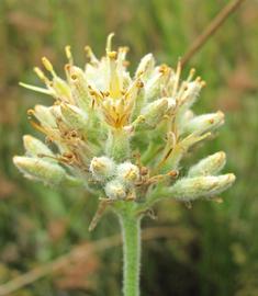   Lachnanthes caroliniana  inflorescence; photo copy; Tanja M. Schuster 