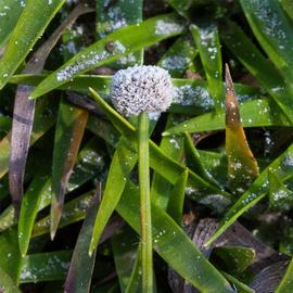   Lachnocaulon anceps  flower head; photo copy; George Rogers 