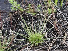   Lachnocaulon anceps , emersed; photo copy; Scott Zona 