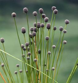   Lachnocaulon engleri  flower heads; photo copy; George Rogers 