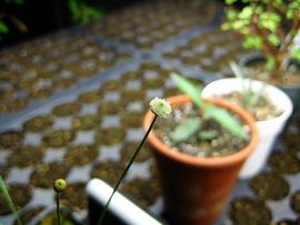   Lachnocaulon  sp. flower head; photo copy; Adam Balzer 