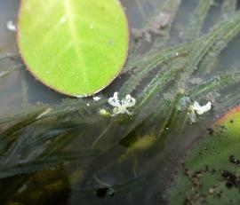   Lagarosiphon verticillifolius  flower; photo: S.L. Winterton 