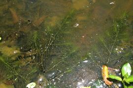   Lagarosiphon verticillifolius , submersed; photo: S.L. Winterton 