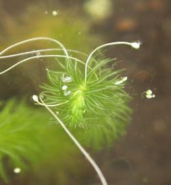   Lagarosiphon verticillifolius  flowers; photo: S.L. Winterton 