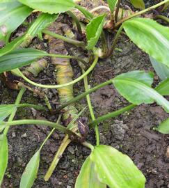  Lagenandra ovata  rhizome; photo: S.L. Winterton