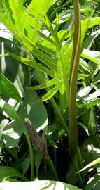   Lasia spinosa  spadix (left) and spathe (right); photo: S.L. Winterton 