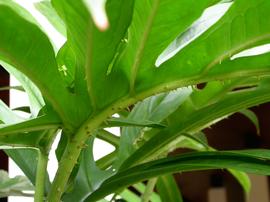   Lasia spinosa  leaf; photo: S.L. Winterton 