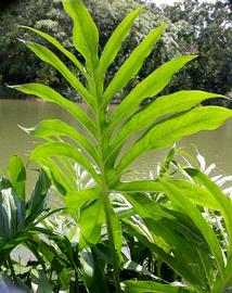   Lasia spinosa  leaf; photo: S.L. Winterton 