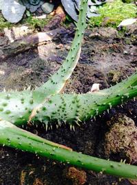  Lasia spinosa  spines on petioles; photo: S.L. Winterton