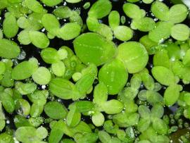   Lemna  sp. (with  Spirodela  [larger] and  Wolfia  [smaller]), floating; photo: S.L. Winterton 