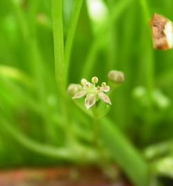   Lilaeopsis novae-zelandiae  flower; photo: S.L. Winterton 