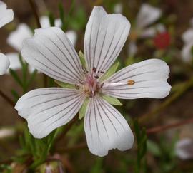   Limnanthes alba  ssp.  versicolor  flower; photo: S.L. Winterton 