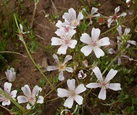   Limnanthes alba  ssp.  versicolor , emersed; photo: S.L. Winterton 