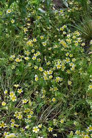   Limnanthes douglasii  ssp.  douglasii , emersed; photo: S.L. Winterton 