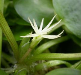   Limnobium laevigatum  flower; photo: S.L. Winterton 