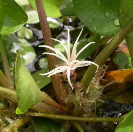   Limnobium spongia  flower; photo: S.L. Winterton 