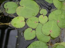   Limnobium spongia  floating leaves; photo: S.L. Winterton 