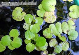   Limnobium spongia  and  L. laevigatum  leaves of young plants, compared; photo: copy; Gerald B. Pottern 