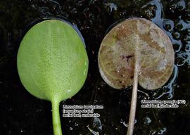   Limnobium laevigatum  and  L. spongia  aerial leaf undersides, compared; photo: copy; Gerald B. Pottern 