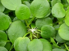   Limnobium laevigatum  leaves and flower, floating; photos: S.L. Winterton
