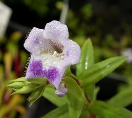   Limnophila aquatica  flower; photo: S.L. Winterton 