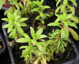   Limnophila aquatica , emersed; photo: S.L. Winterton 