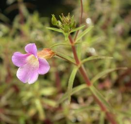   Limnophila aromatica  flower; photo: S.L. Winterton 