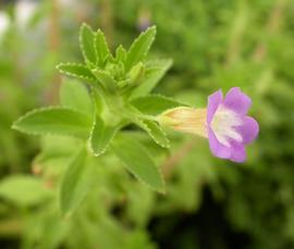   Limnophila aromaticoides  flower; photo: S.L. Winterton 