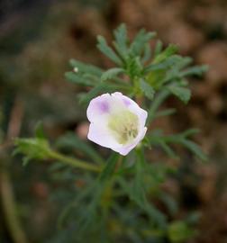   Limnophila brownii  flower; photo: S.L. Winterton 