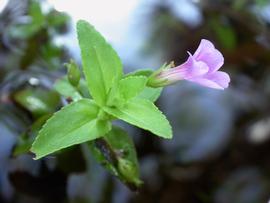   Limnophila chinensis  flower; photo: S.L. Winterton 