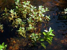   Limnophila chinensis , emersed; photo: S.L. Winterton 