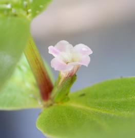   Limnophila fragrans  flower; photo: S.L. Winterton 