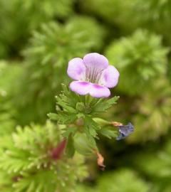   Limnophila  x  ludoviciana  flower; photo: S.L. Winterton 