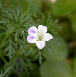   Limnophila sessiliflora  flower; photo: S.L. Winterton 